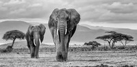 Amboseli Elephants - Barrie Parker
