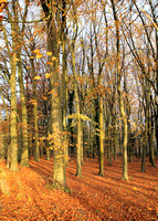 Autumn Wood - Ruth Hirst