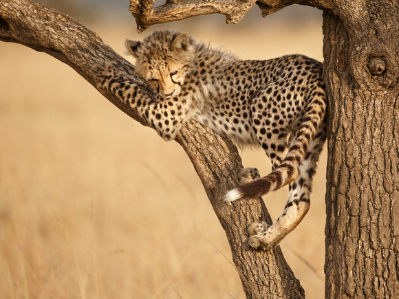 Cheetah Taking Refuge - Martina Bennellick