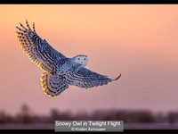 10 Snowy Owl in Twilight Flight_Kirsten Asmussen