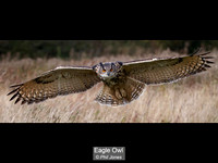 9.5 Eagle Owl_Phil Jones