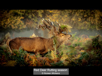 9.0 Red Deer Rutting season_Noreen Wickens