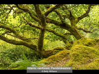 9.0 Atlantic rainforest, Pembrokeshire_Betty Williams