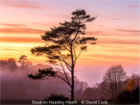 Advanced_David Cook_Dusk on Headley Heath_1_