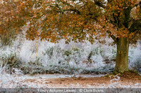 Advanced_Chris Evans_Frosty Autumn Leaves_1_