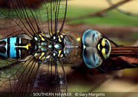 Advanced_Gary Margetts_SOUTHERN HAWKER_1_