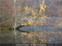 Alan Thompson_Autumn Leaves