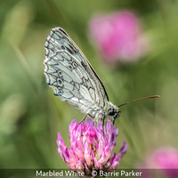 Barrie Parker_Marbled White