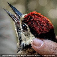 Betty Williams_Woodpecker - captured, ringed, ready for release