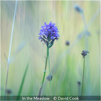 David Cook_In the Meadow