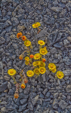 Coltsfoot in shale