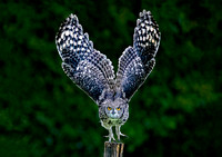 Sheryl John_Eagle Owl