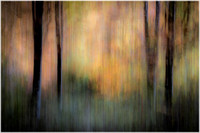 Autumn Woodland - Anne Overstall