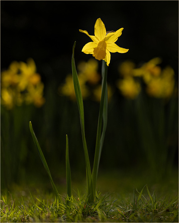 Daffodils - Caroline Catrwright