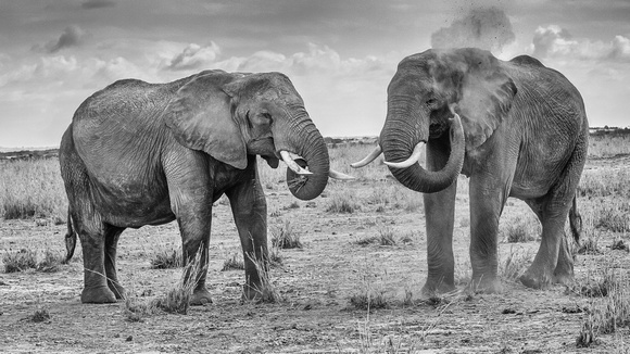 Elephants Grazing and Sand Blowing - Barrie Parker
