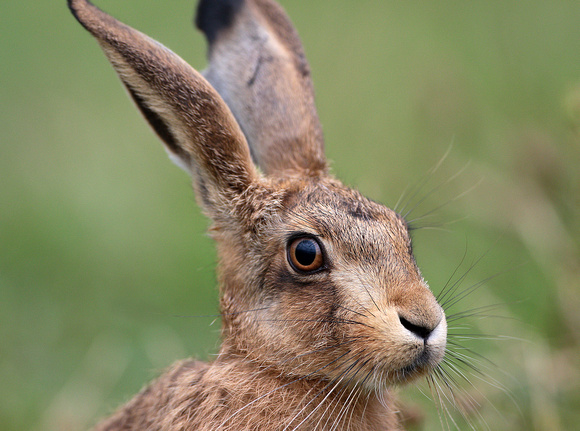 Hare up close - Graham Raine