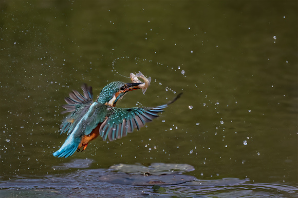 Kingfisher with catch - Randal Tajer