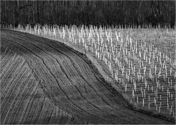Lines in the Landscape - Hilary Lumley