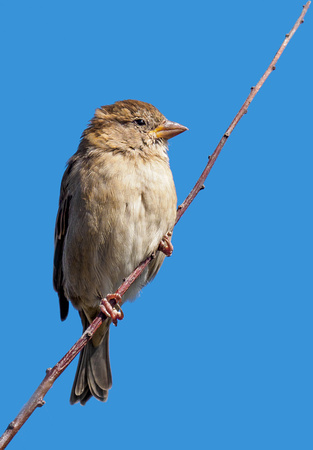 Sparrow - Harold Reglar