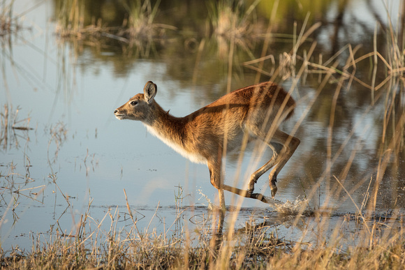 Red Lechwe on the run