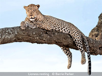 Advanced_Barrie Parker_Lioness resting_1_