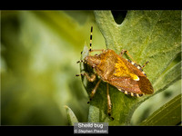 9.5 Sheild bug_Stephen Preston