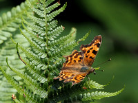 07. Comma Butterfly