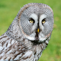 03. Great Grey Owl