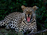 Leopard at ThorneyBush SA