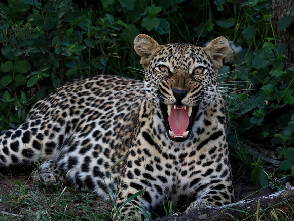 Leopard at ThorneyBush SA