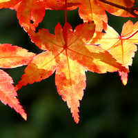 autumnal colours