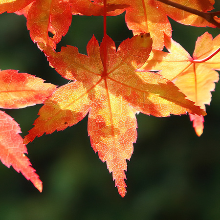 autumnal colours