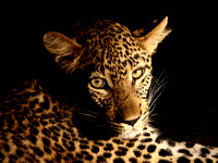 Leopard at night Thornybush SA