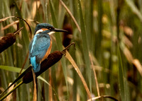 Bookham Kingfisher