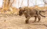Zambian Lion Cub