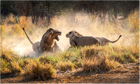 Bookham_07_Paul Mitchell ARPS_Lions Fighting
