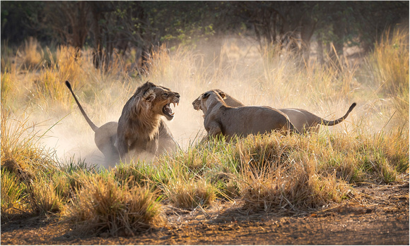 Bookham_07_Paul Mitchell ARPS_Lions Fighting