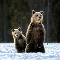 Bookham_04_Kirsten Asmussen ARPS_European Brown Bear and Cub