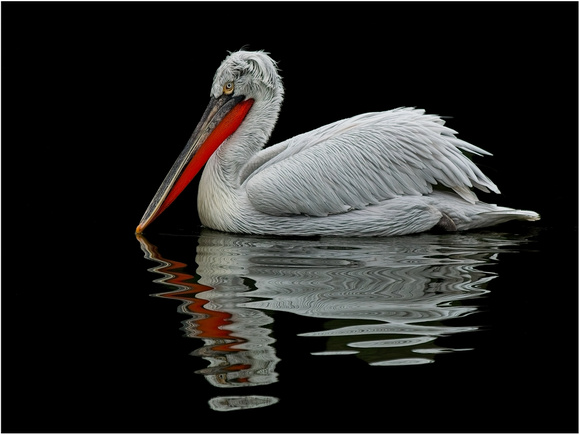 Bookham_01_Andrew Wells_Pelican