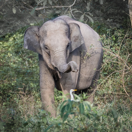 Asian Elephant Barrie Parker LRPS