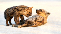 Brian Nicholas_Hungry pups